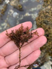 Odonthalia floccosa