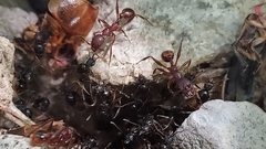 Aphaenogaster ashmeadi