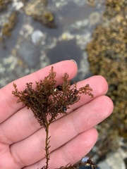 Odonthalia floccosa