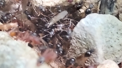 Aphaenogaster ashmeadi