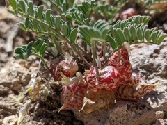 Astragalus lentiginosus semotus