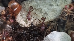 Aphaenogaster ashmeadi