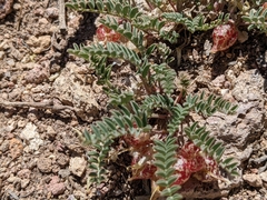 Astragalus lentiginosus semotus