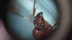 Aphaenogaster ashmeadi