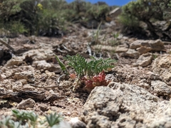 Astragalus lentiginosus semotus
