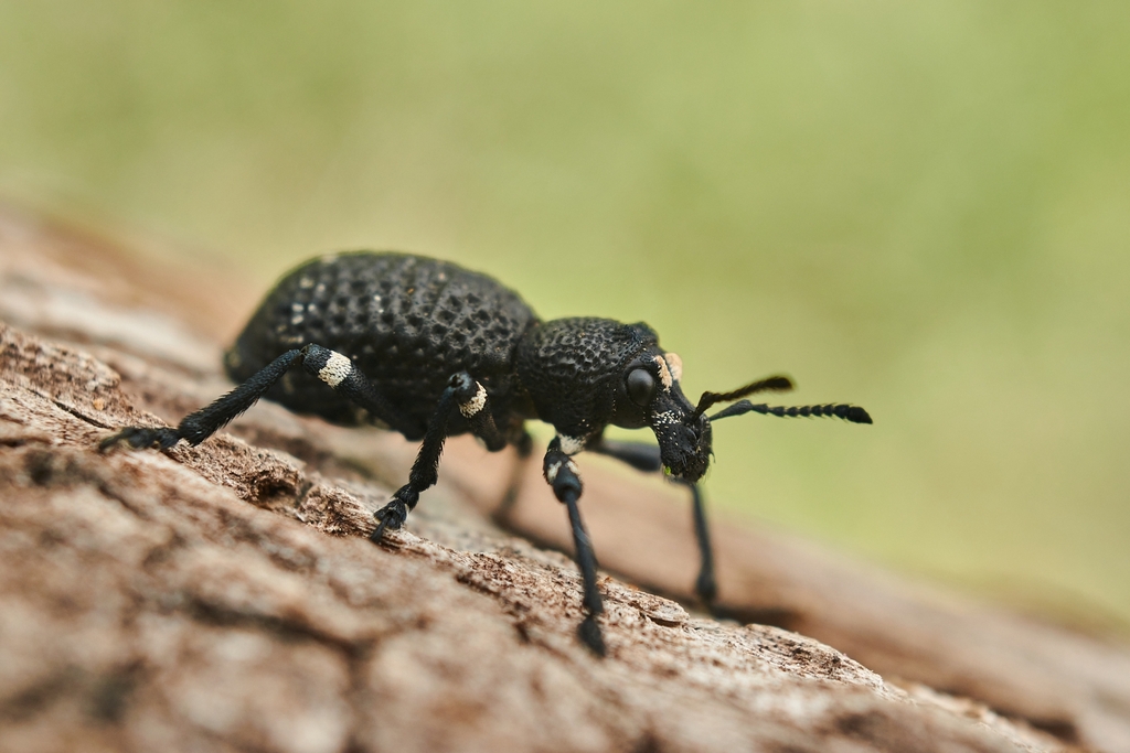 Aegorhinus oculatus