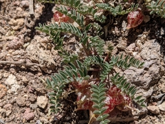 Astragalus lentiginosus semotus