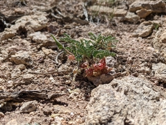 Astragalus lentiginosus semotus