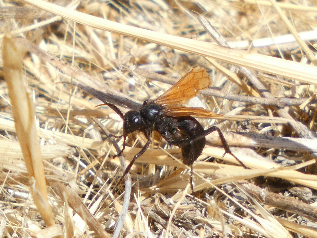 Entypus texanus