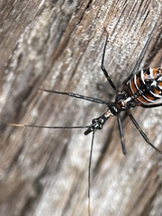 Austrarcesius bicolor