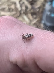 Micrathena pupa