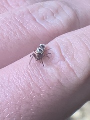 Micrathena pupa