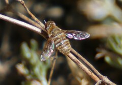 Lepidanthrax oribates