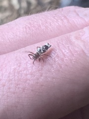 Micrathena pupa