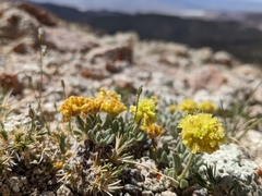 Eriogonum rosense