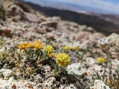 Eriogonum rosense