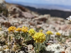 Eriogonum rosense