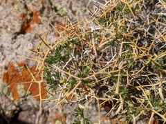 Rhinotropis intermontana