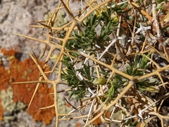 Rhinotropis intermontana