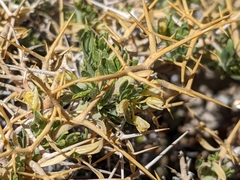 Rhinotropis intermontana