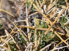 Rhinotropis intermontana