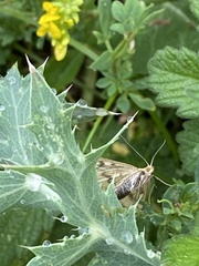 Sitochroa verticalis