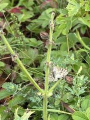 Sitochroa verticalis