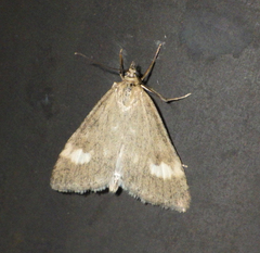 Udea alpinalis