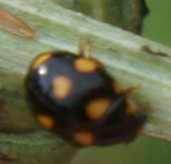 Brachiacantha ursina
