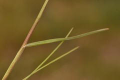 Poa secunda secunda