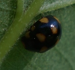 Brachiacantha ursina