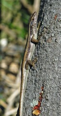 Trachylepis striata