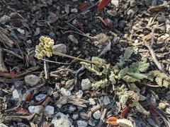 Cymopterus aboriginum