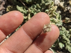 Cymopterus aboriginum