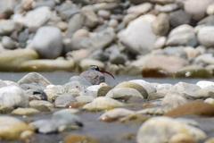 Ibidorhyncha struthersii