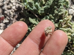Cymopterus aboriginum