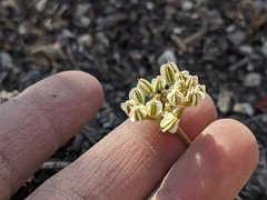 Cymopterus aboriginum