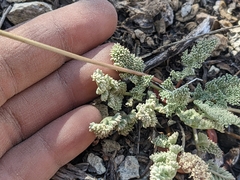Cymopterus aboriginum