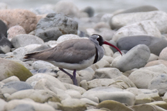 Ibidorhyncha struthersii