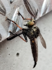 Neoitamus socius