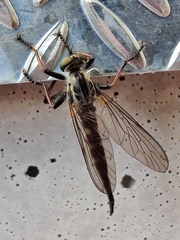 Neoitamus socius