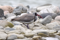 Ibidorhyncha struthersii