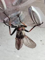 Neoitamus socius