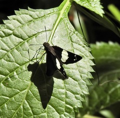 Notocrypta waigensis