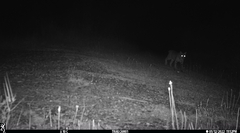 Phalaenoptilus nuttallii