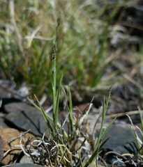 Muhlenbergia richardsonis