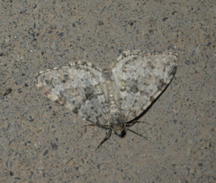 Entephria