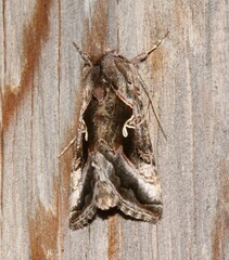 Autographa pseudogamma