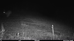 Phalaenoptilus nuttallii