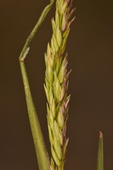 Poa secunda secunda